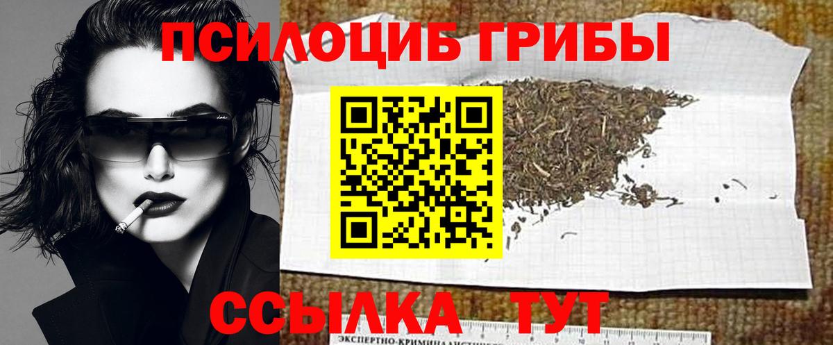 Псилоцибиновые грибы Psilocybe Мончегорск